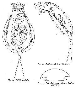 Burn, W B (1890): Science Gossip, London 26 p.35, figs.19-21